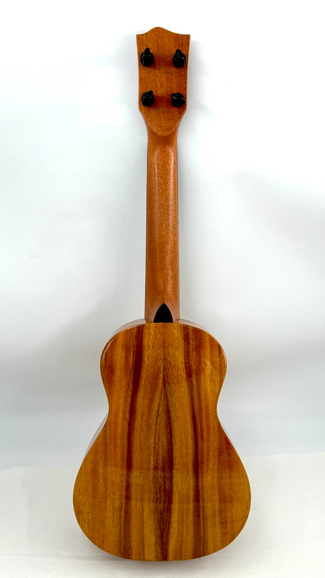 'Oli Concert Acacia gloss 2024 (L1 CA)