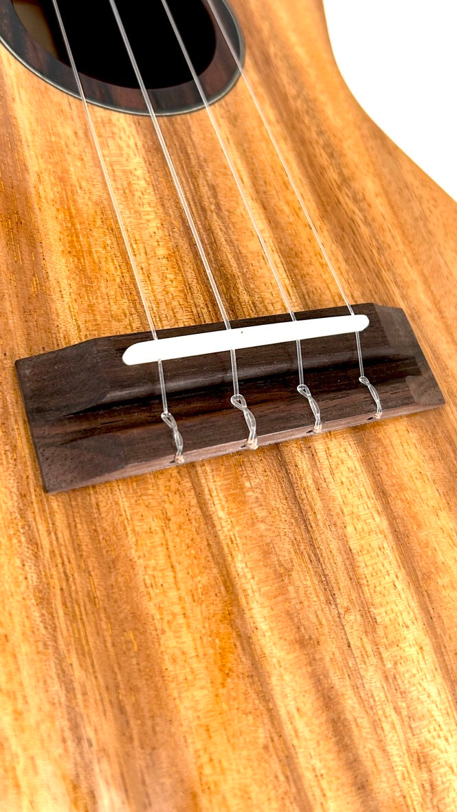 'Oli Concert Acacia gloss 2024 (L1 CA)