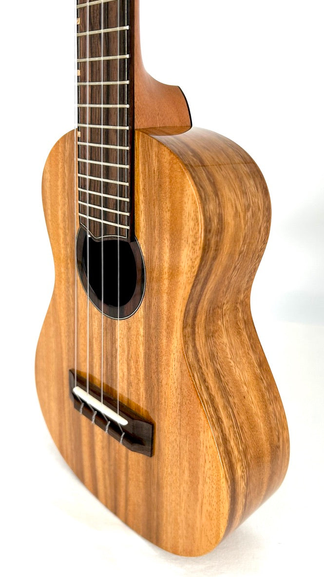 'Oli Concert Acacia gloss 2024 (L1 CA)