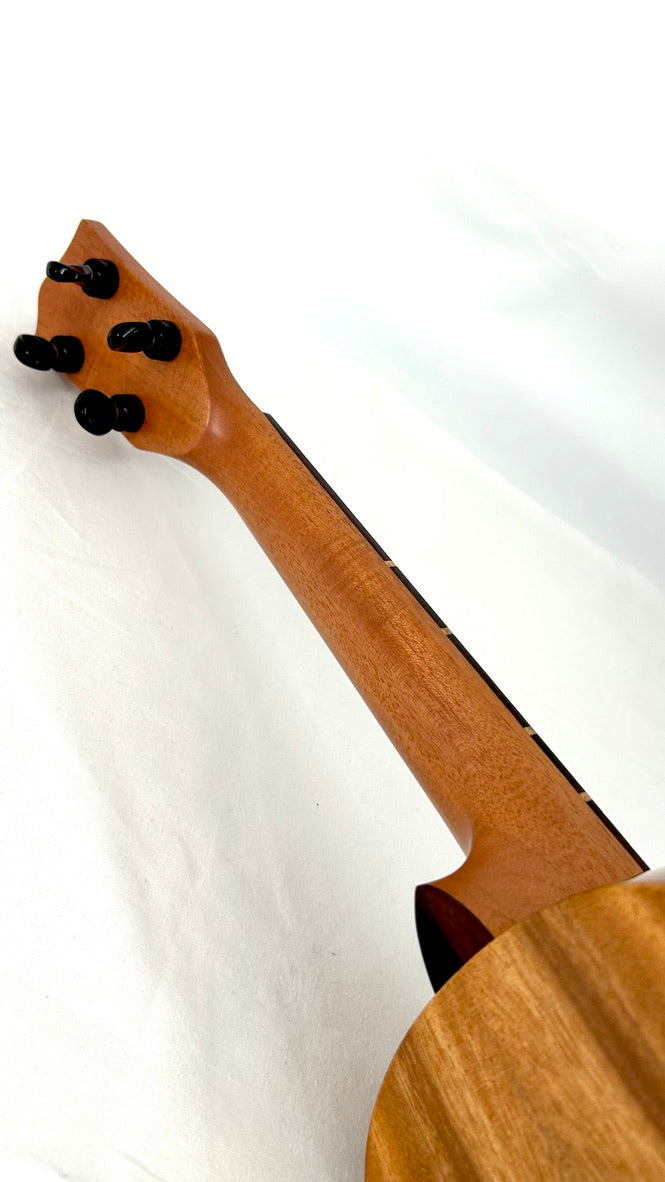 'Oli Concert Acacia gloss 2024 (L1 CA)