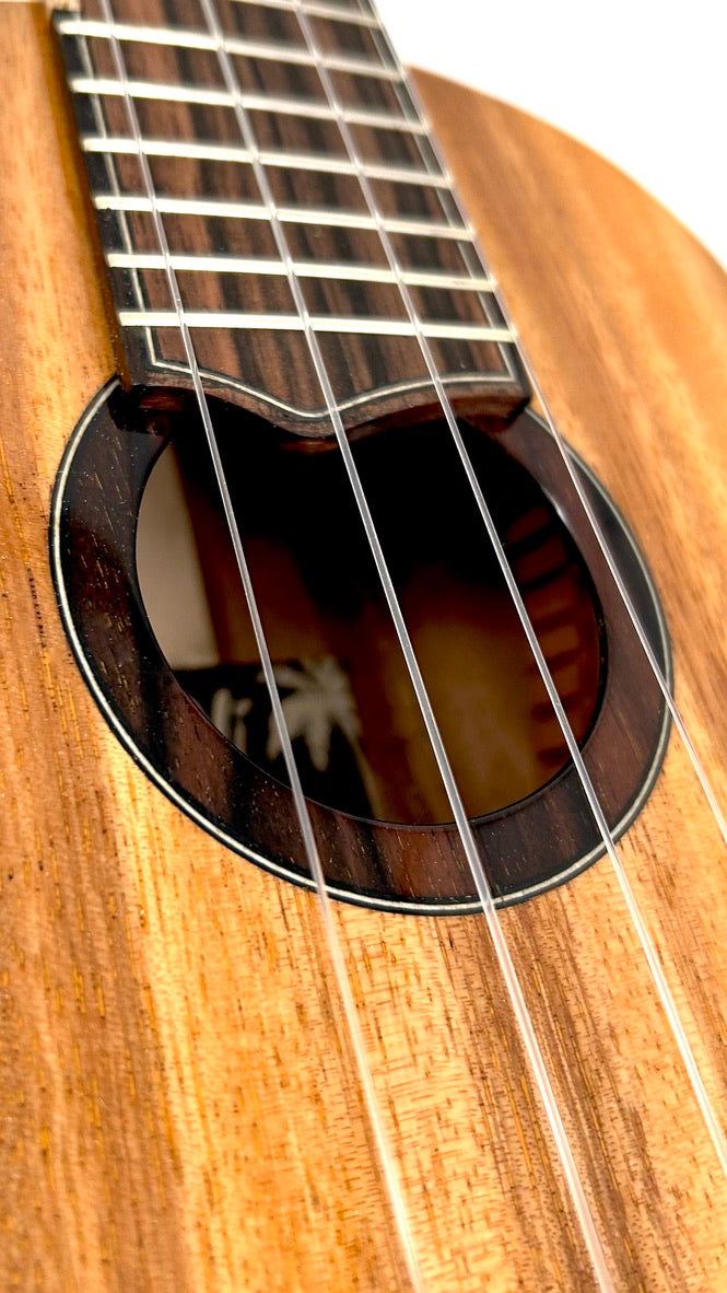 'Oli Concert Acacia gloss 2024 (L1 CA)