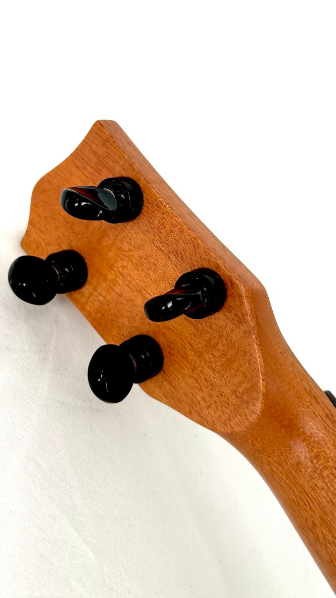 'Oli Concert Acacia gloss 2024 (L1 CA)