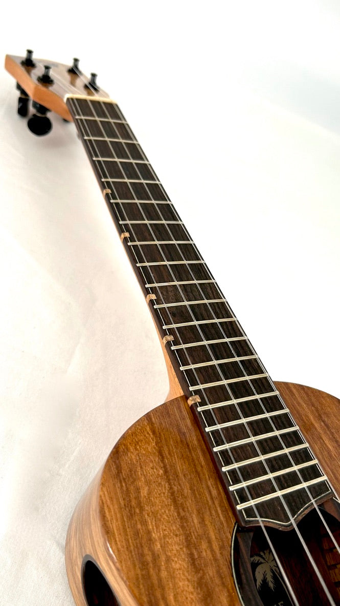 'Oli L1 Concert Acacia gloss 2024 (L1 CA)