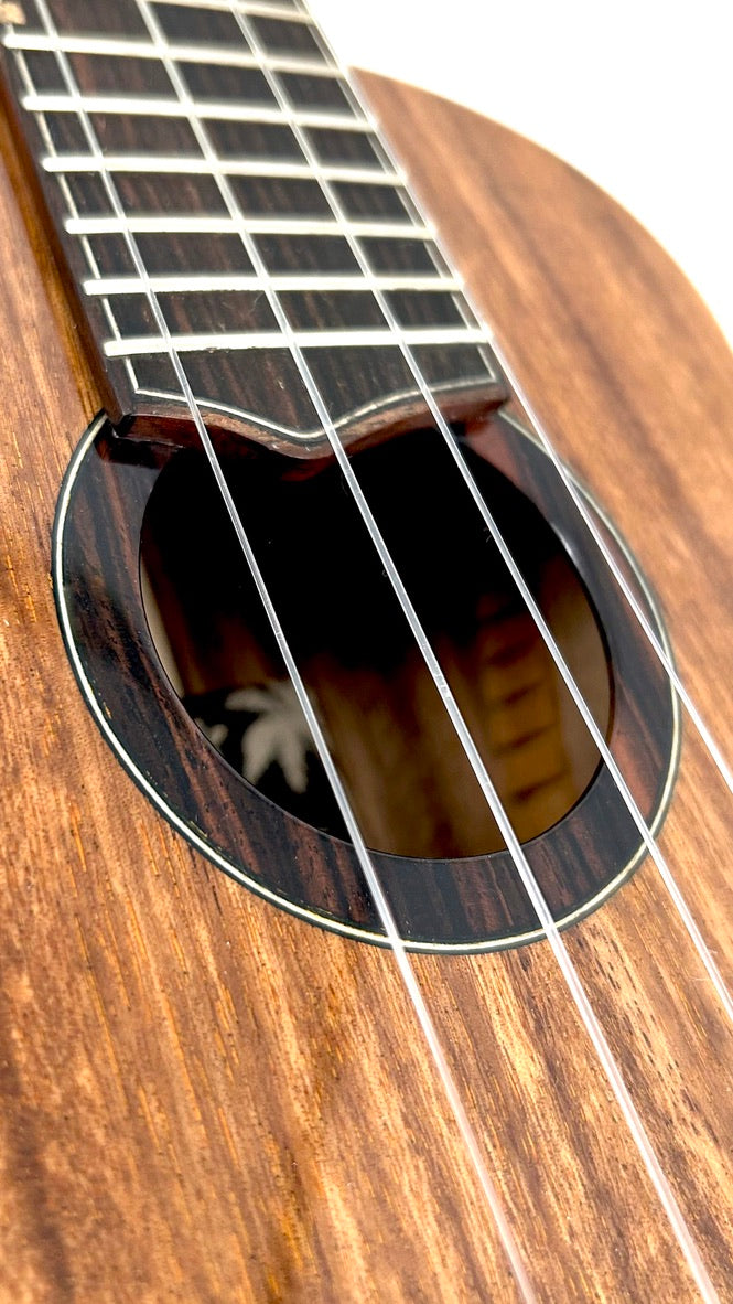 'Oli L1 Concert Acacia gloss 2024 (L1 CA)